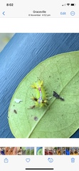 Anaxidia lozogramma