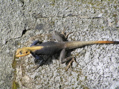Agama agama