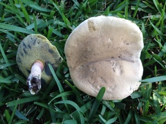 Caloboletus inedulis