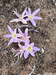 Colchicum stevenii