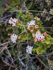 Pimelea buxifolia