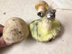 Caloboletus inedulis