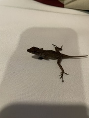 Anolis