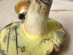 Caloboletus inedulis