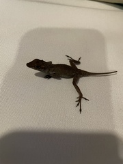 Anolis