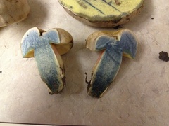 Caloboletus inedulis