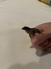 Anolis