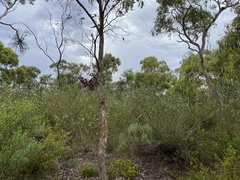 Prostanthera behriana