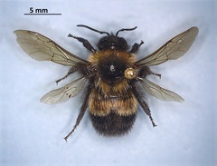 Bombus affinis