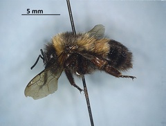 Bombus affinis