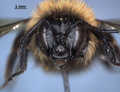 Bombus affinis
