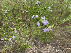 Prostanthera behriana
