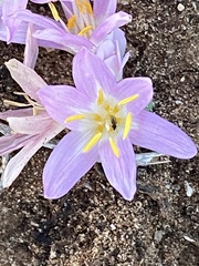 Colchicum stevenii
