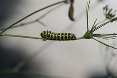 Papilio alexanor