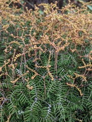 Gleichenia alpina