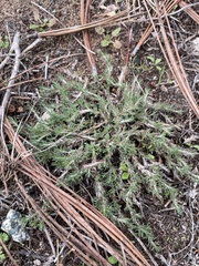 Cardionema ramosissimum