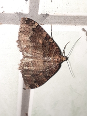 Triphosa dubitata