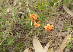 Dillwynia hispida