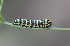 Papilio alexanor