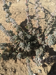 Eriogonum fasciculatum