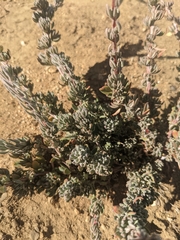 Eriogonum fasciculatum