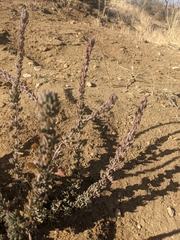 Eriogonum fasciculatum