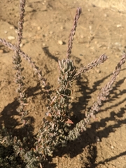 Eriogonum fasciculatum