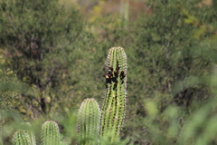 Pachycereus pecten-aboriginum