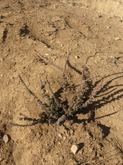 Eriogonum fasciculatum