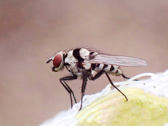 Anthomyia
