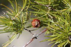 Asparagus rubicundus