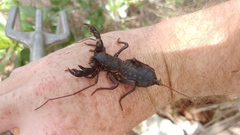 Mastigoproctus floridanus