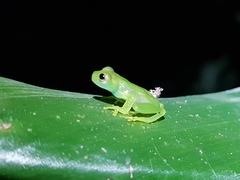 Espadarana prosoblepon