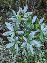 Pseudopanax colensoi