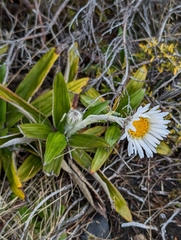 Celmisia spectabilis spectabilis