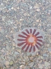 Chrysaora melanaster