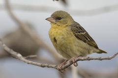 Ploceus vitellinus