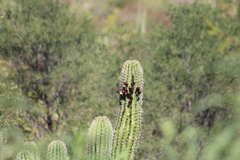 Pachycereus pecten-aboriginum