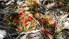 Dionaea muscipula