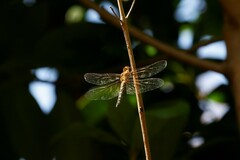 Hydrobasileus brevistylus