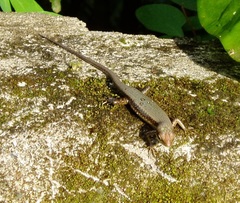 Trachylepis affinis