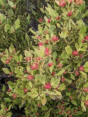 Phyllocladus alpinus