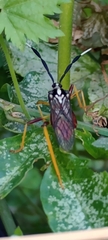 Holhymenia histrio