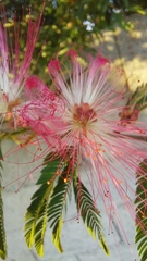 Calliandra selloi