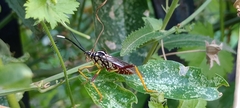 Holhymenia histrio