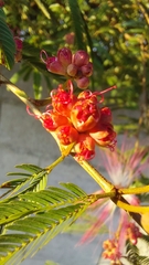 Calliandra selloi