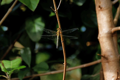 Hydrobasileus brevistylus
