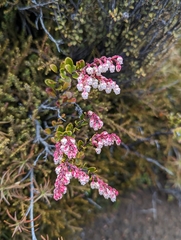 Gaultheria colensoi