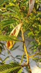 Calliandra selloi