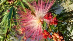 Calliandra selloi